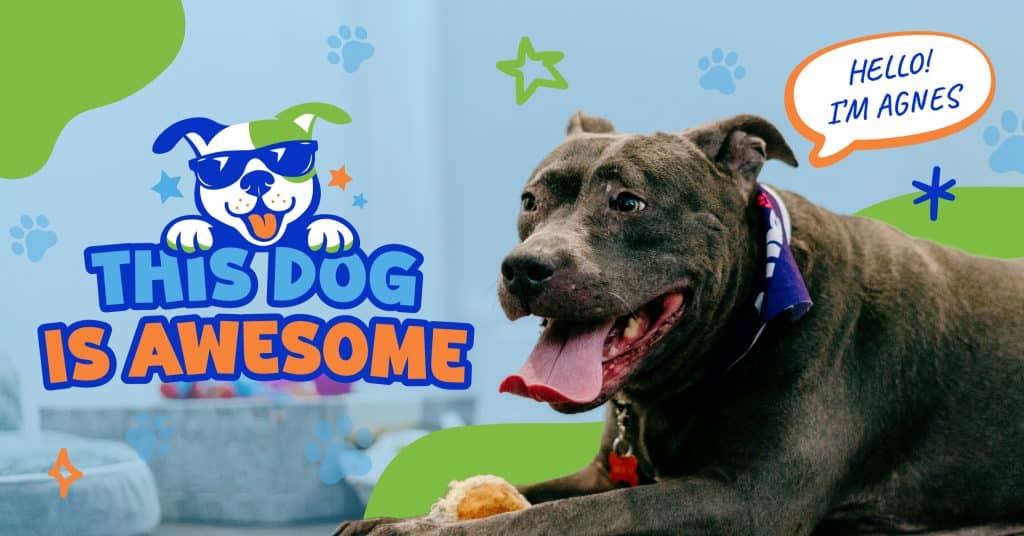 This Dog is Awesome: Agnes | FXV Digital Design