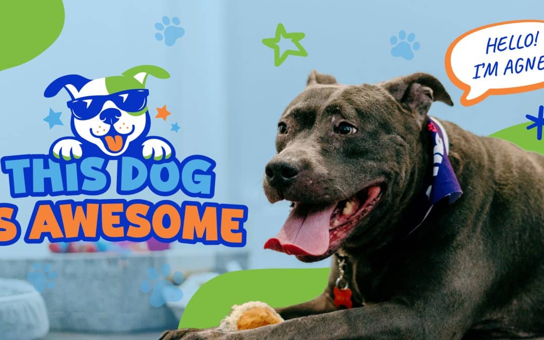This Dog is Awesome: Agnes | FXV Digital Design