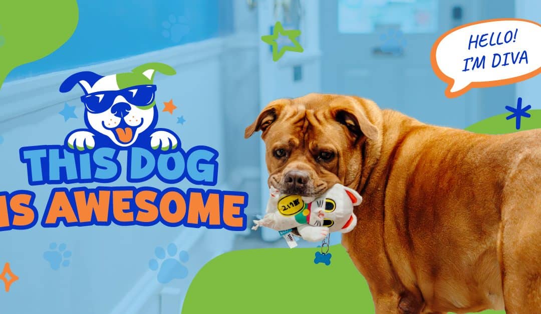 This Dog is Awesome: Diva